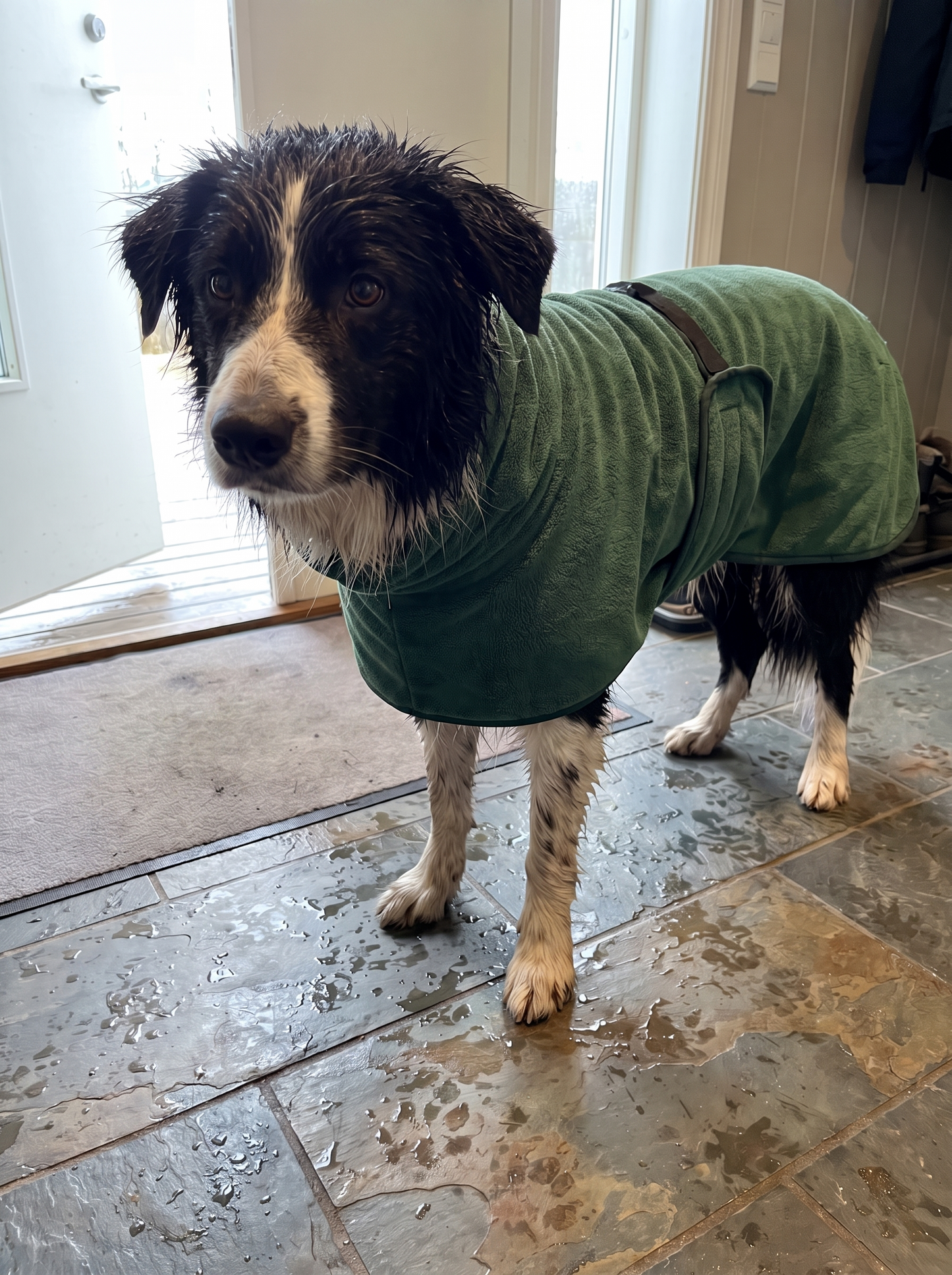 Torka — tørr hund på tretti minutter